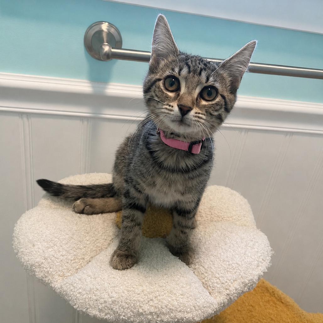 Dora, a Adoptable mixed breed in La Grange, KY image 4/6