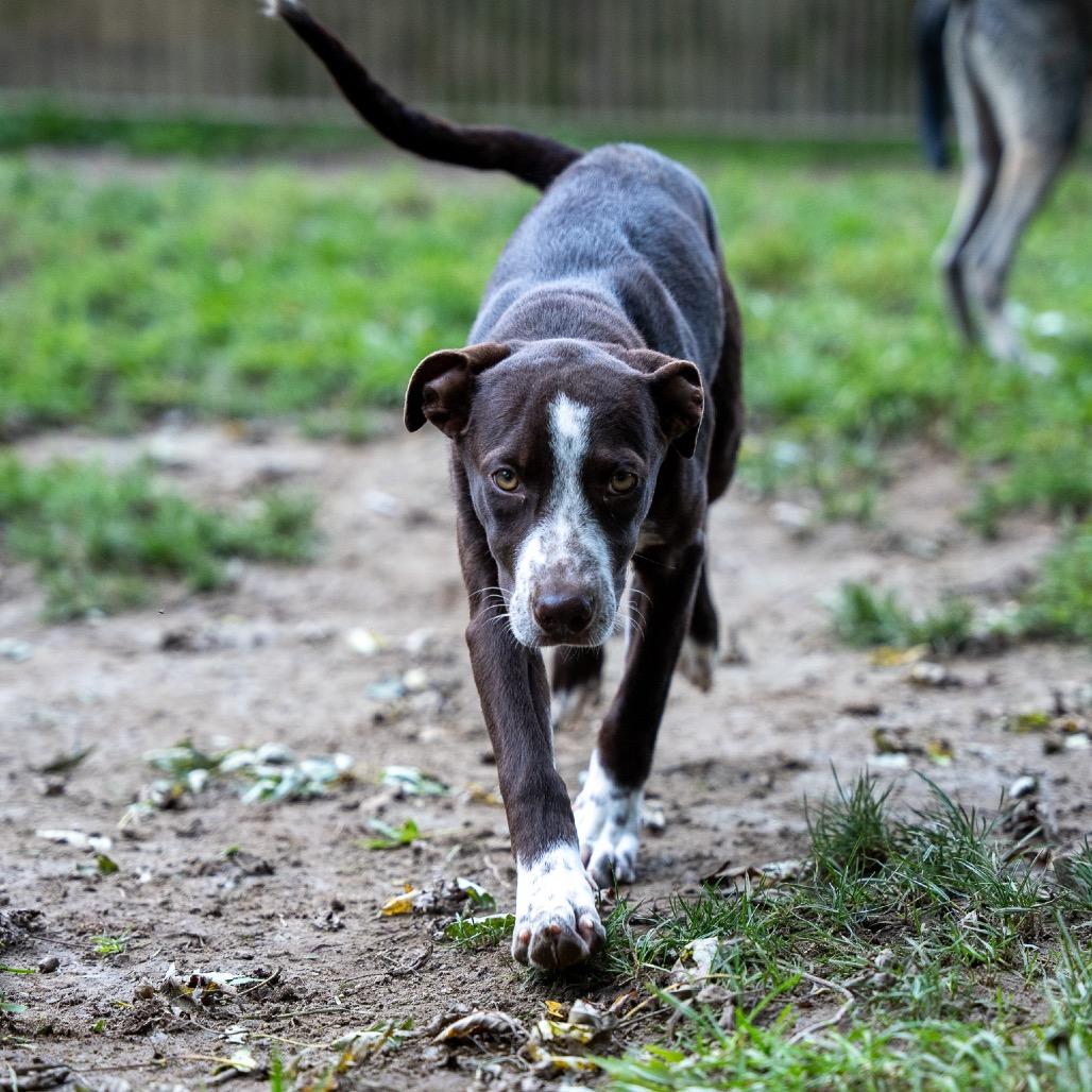 Jackie, Adoptable, Puppy Female Chocolate Labrador Retriever & Spaniel.
