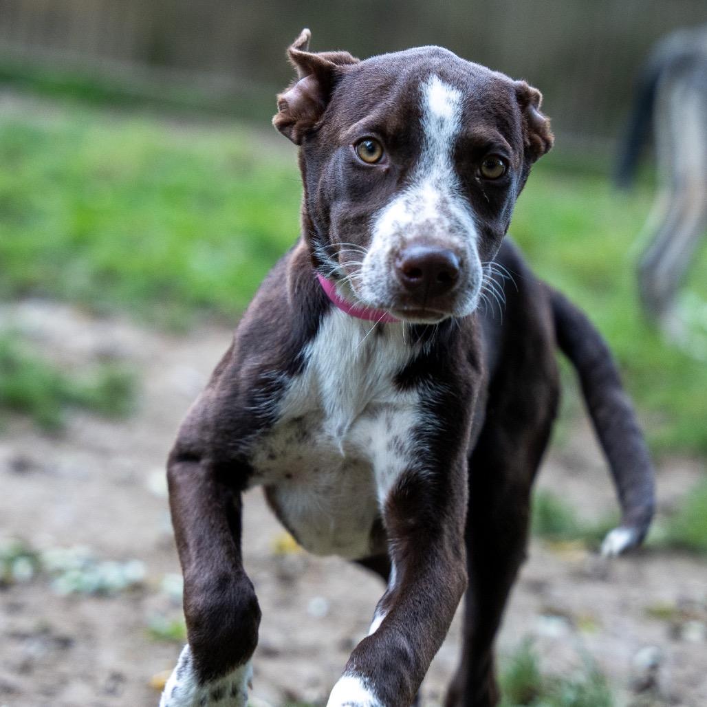 Enlarge Jackie, a Adoptable mixed breed in Pawling, NY image 2/6