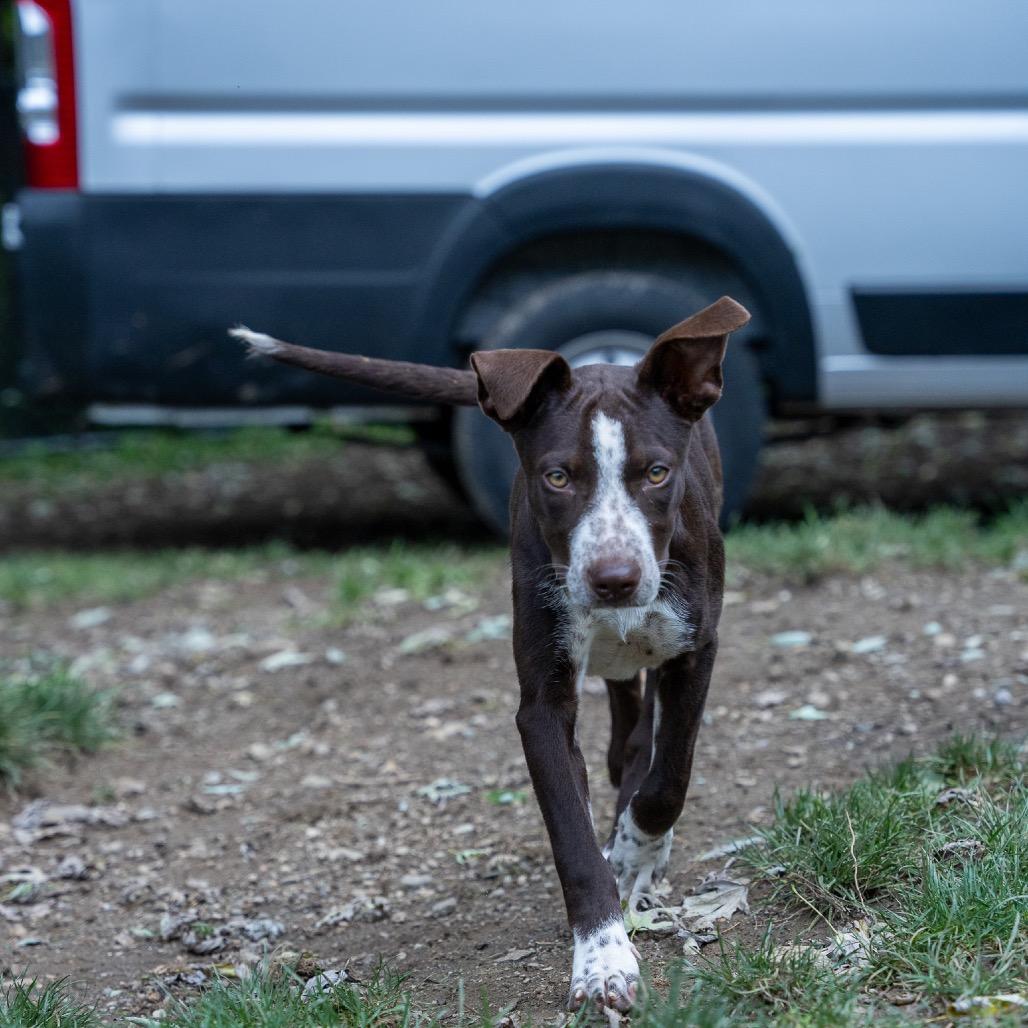 Enlarge Jackie, a Adoptable mixed breed in Pawling, NY image 3/6
