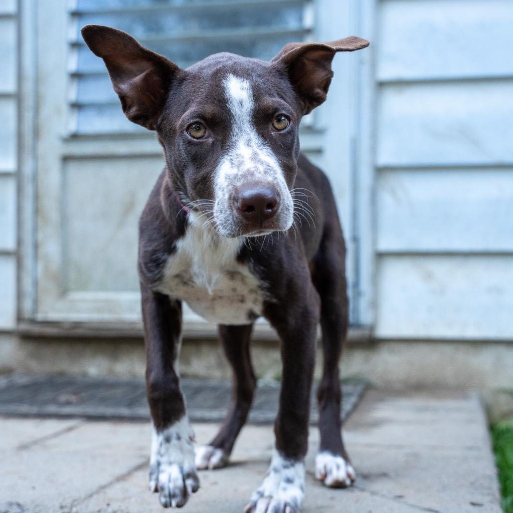 Enlarge Jackie, a Adoptable mixed breed in Pawling, NY image 4/6