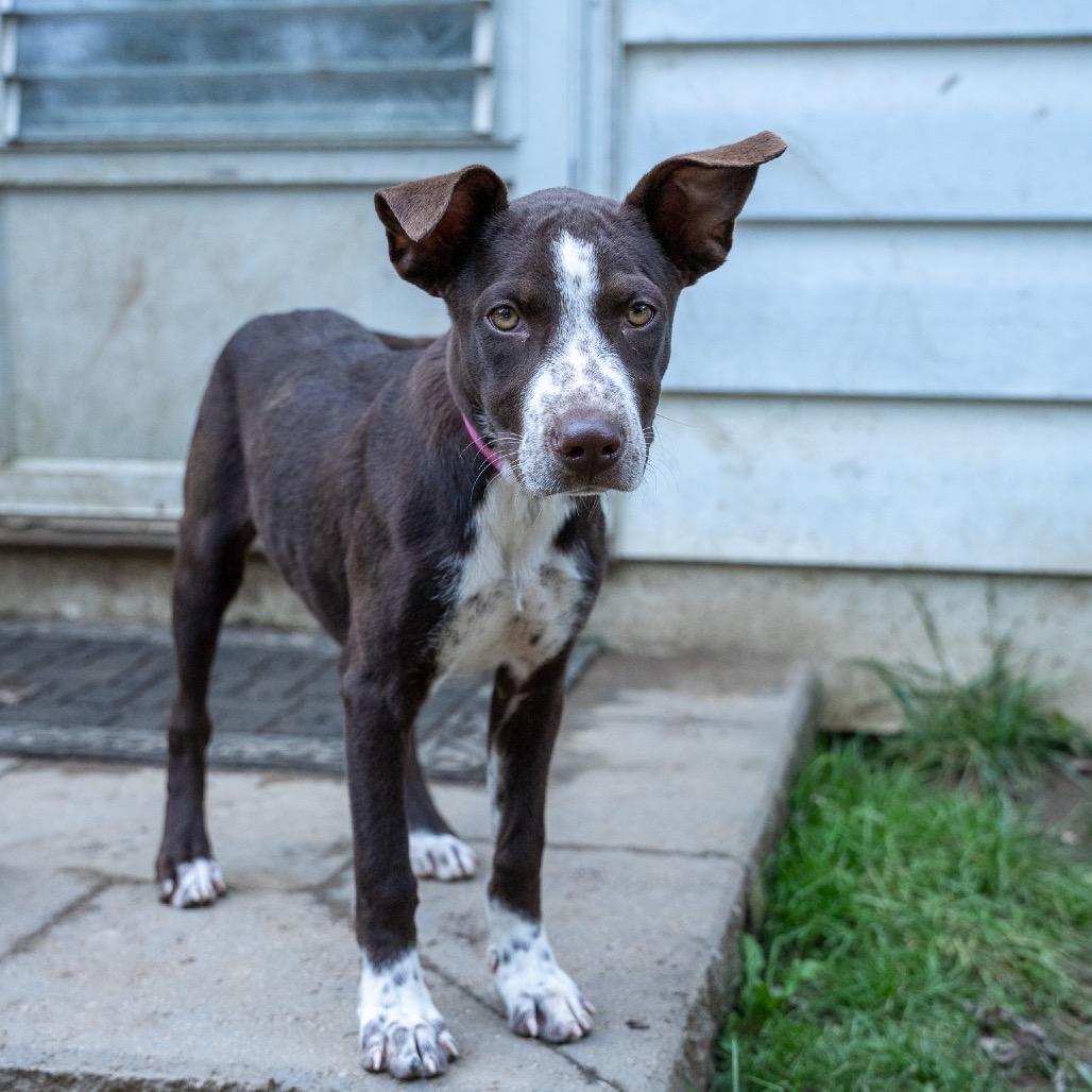 Enlarge Jackie, a Adoptable mixed breed in Pawling, NY image 5/6