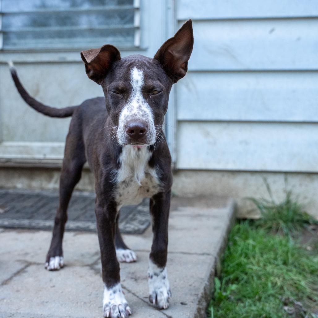 Enlarge Jackie, a Adoptable mixed breed in Pawling, NY image 6/6
