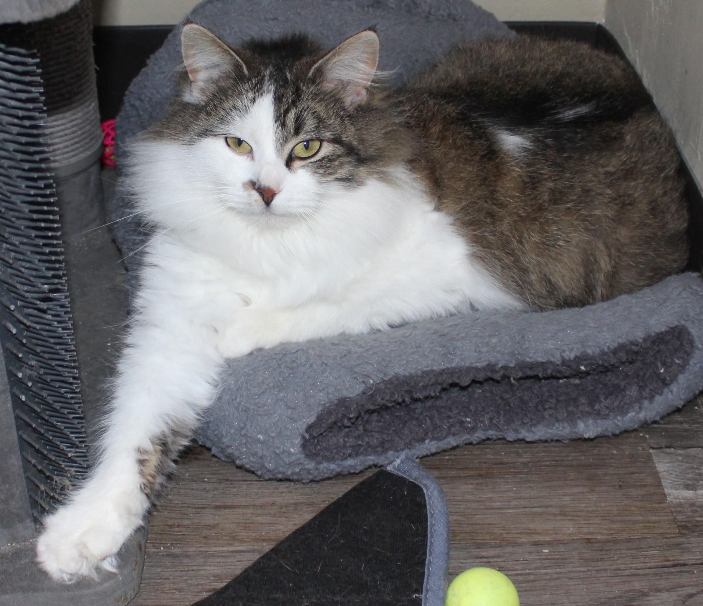 Enlarge Laney, an adopted Domestic Long Hair in Huron, SD image 2/4