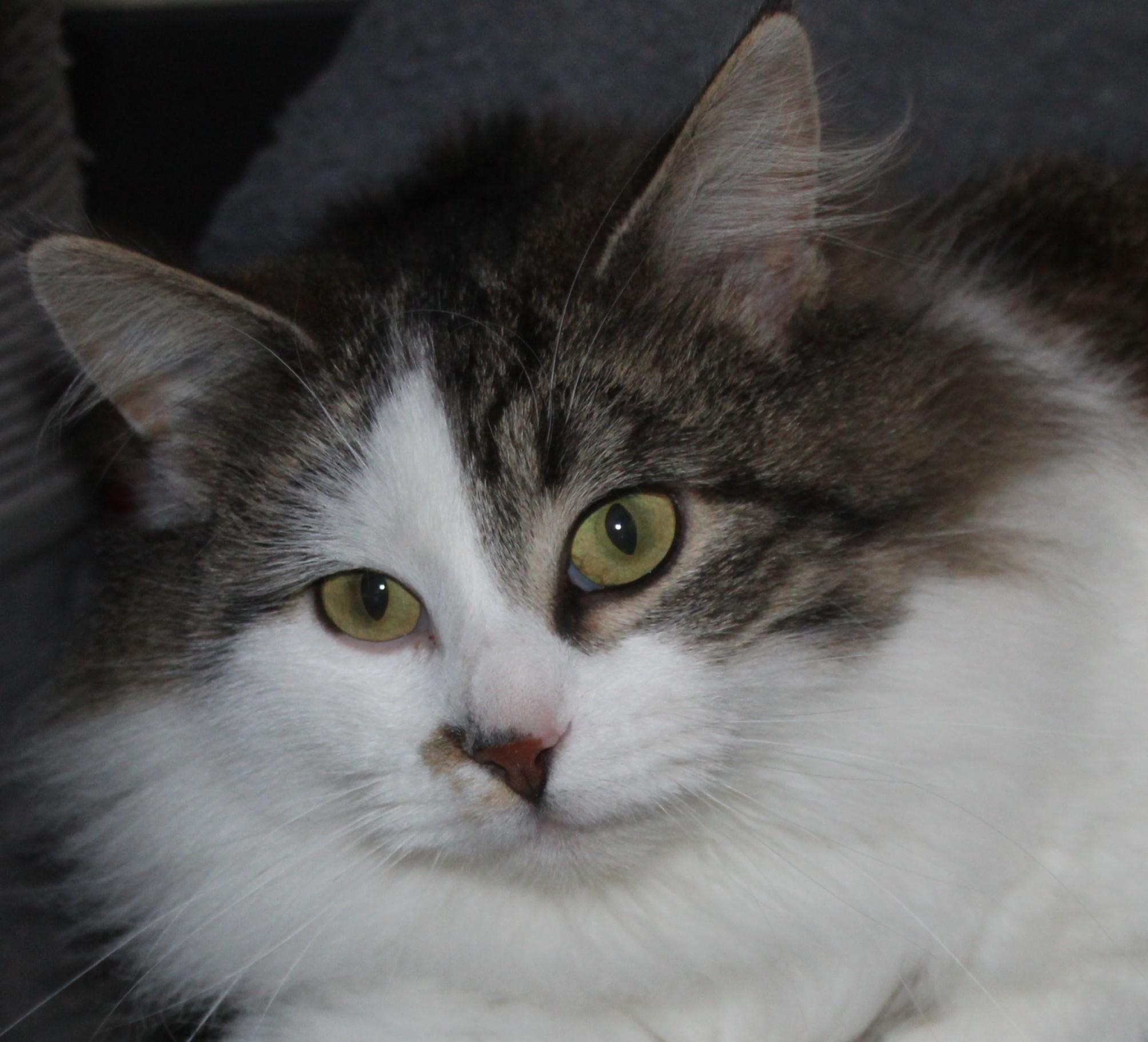 Laney, adopted, Adult Female Domestic Long Hair.