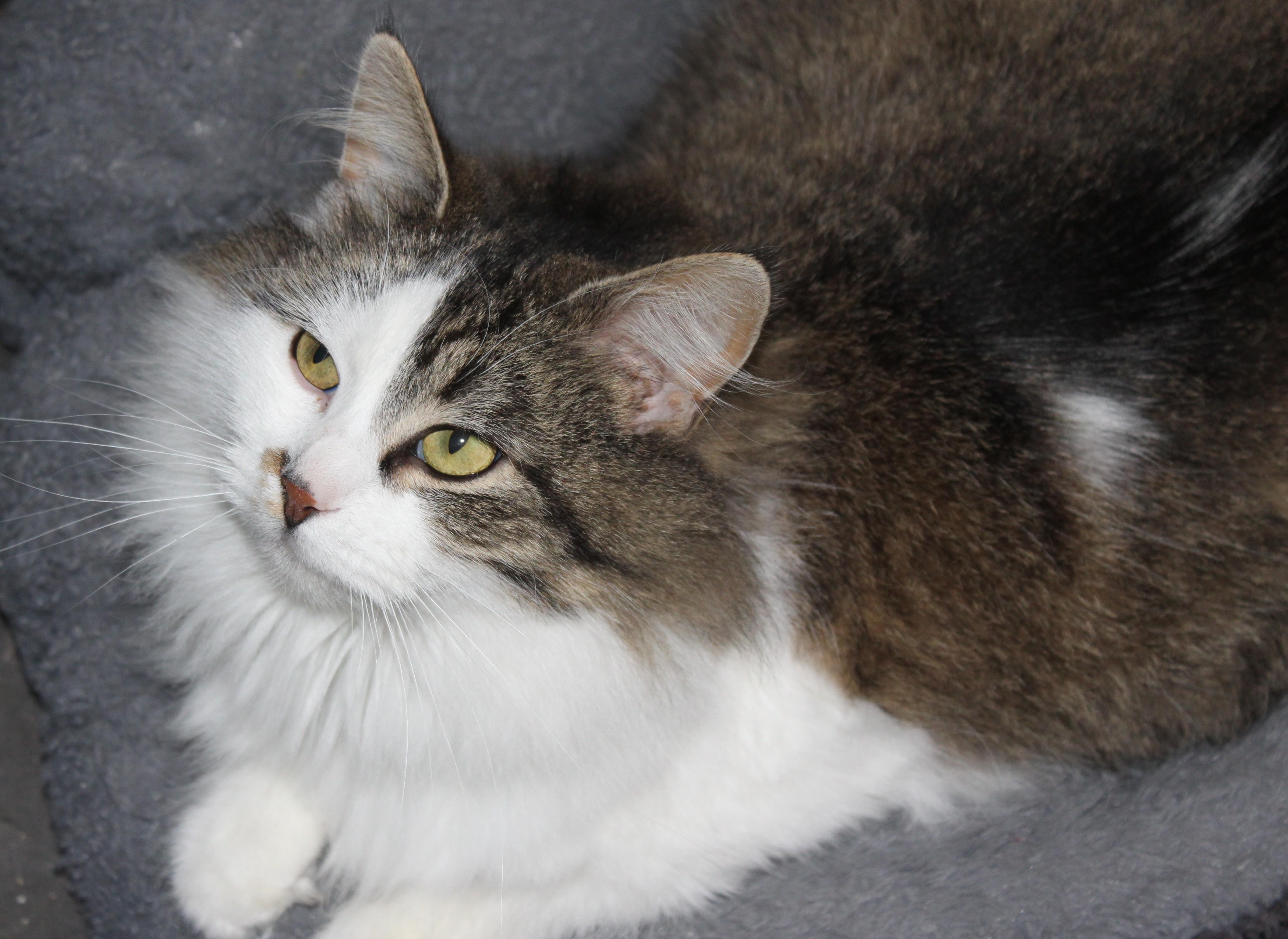 Enlarge Laney, an adopted Domestic Long Hair in Huron, SD image 4/4