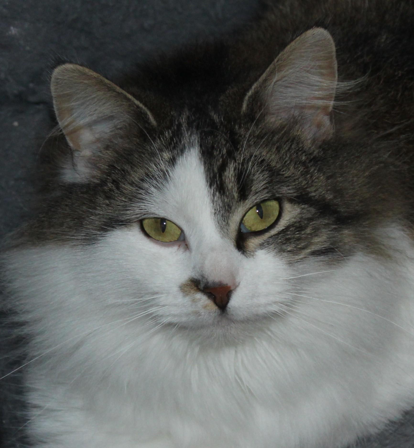 Enlarge Laney, an adopted Domestic Long Hair in Huron, SD image 3/4