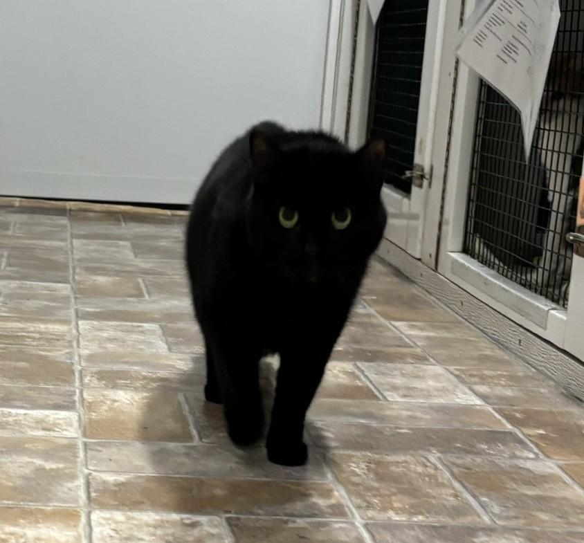 Melgunk, adopted, Adult Female Domestic Short Hair.