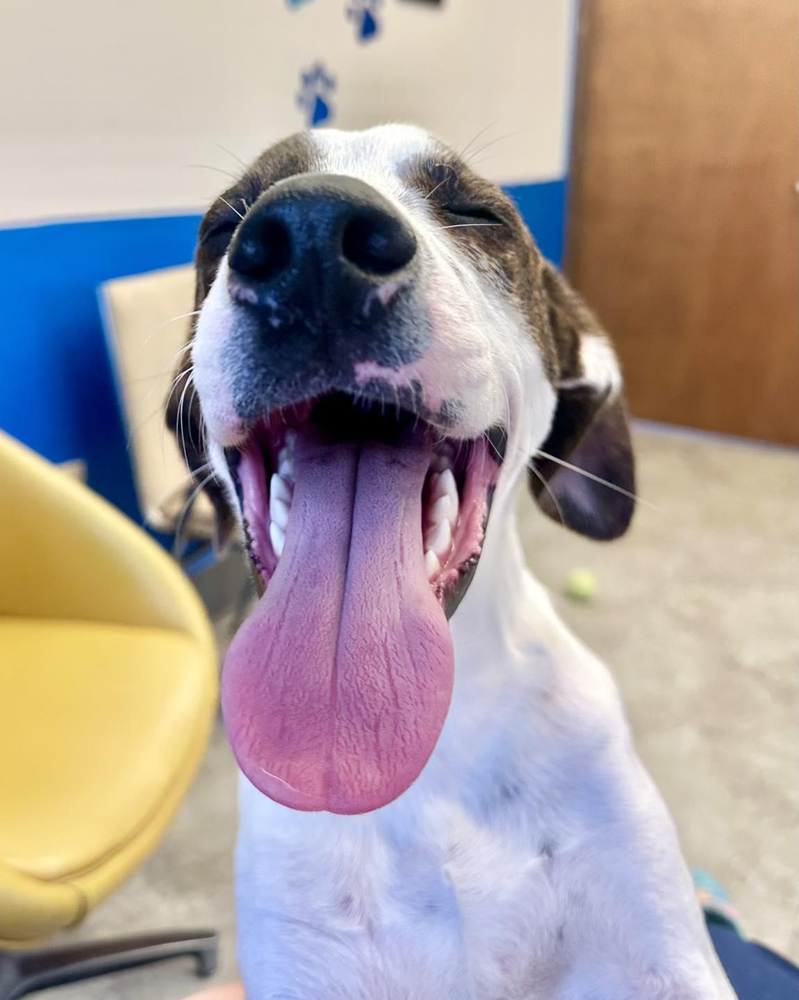 Oolon, Adoptable, Young Male Bluetick Coonhound.