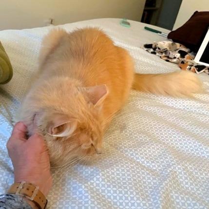 Dewy, Adoptable, Adult Male Domestic Medium Hair.