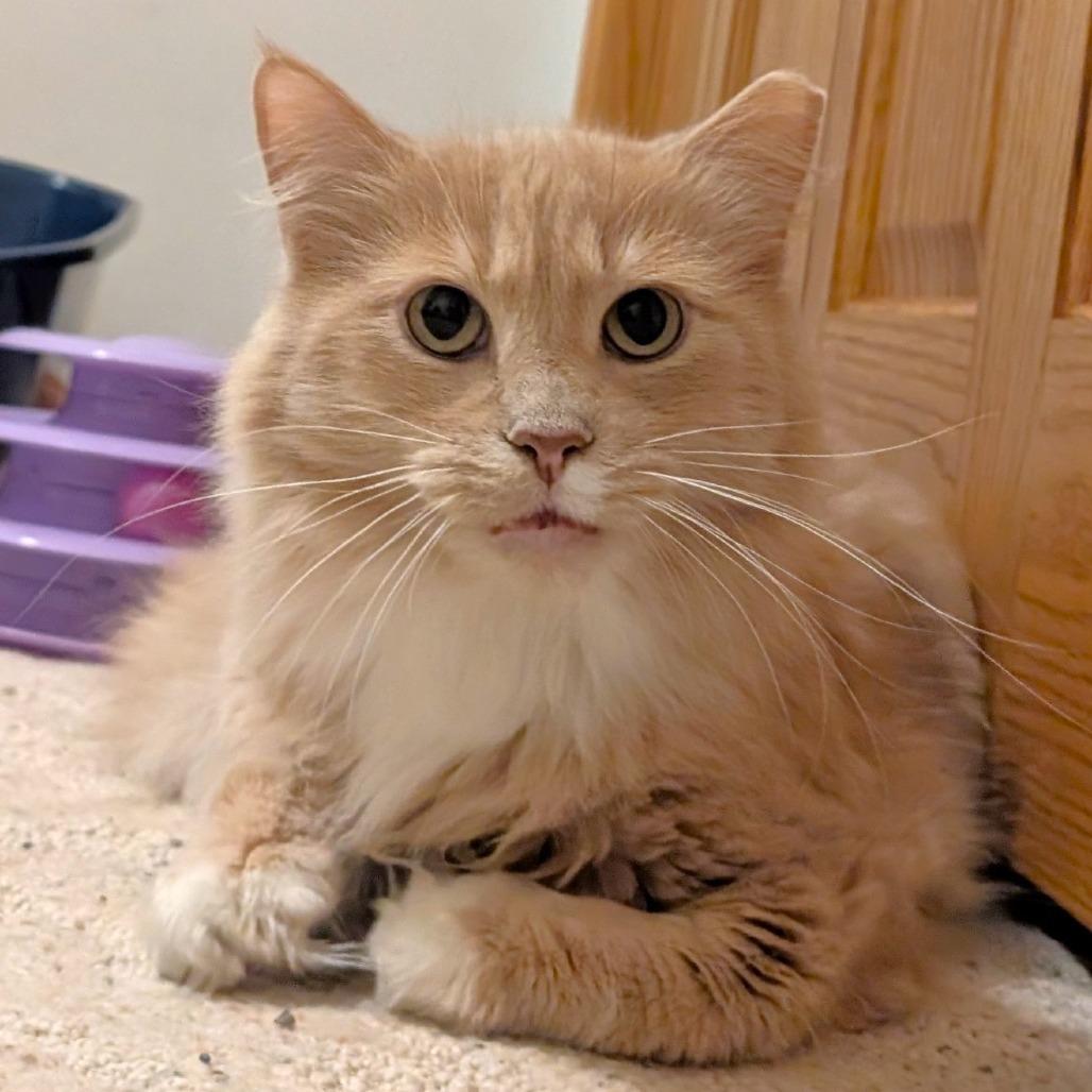 Enlarge Dewy, a Adoptable Domestic Medium Hair in Michigan City, IN image 2/6