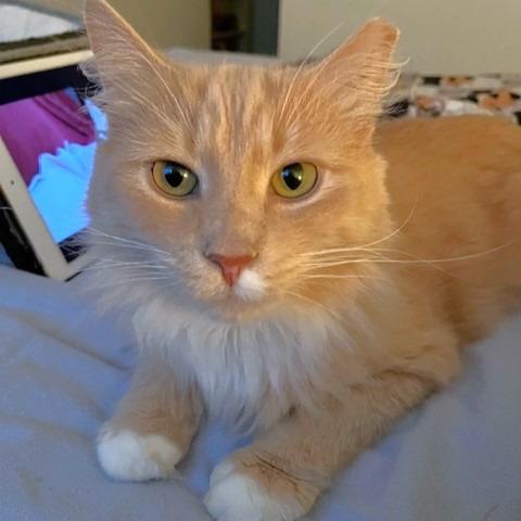 Dewy, a Adoptable Domestic Medium Hair in Michigan City, IN image 3/6