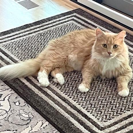 Dewy, a Adoptable Domestic Medium Hair in Michigan City, IN image 4/6