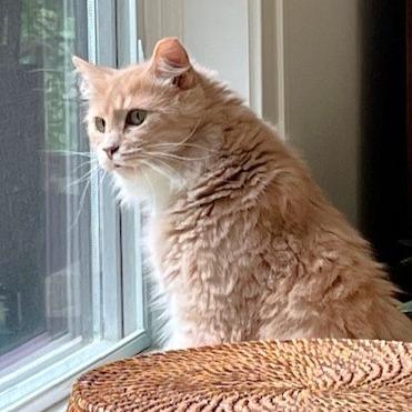 Dewy, a Adoptable Domestic Medium Hair in Michigan City, IN image 5/6