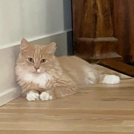 Dewy, a Adoptable Domestic Medium Hair in Michigan City, IN image 6/6