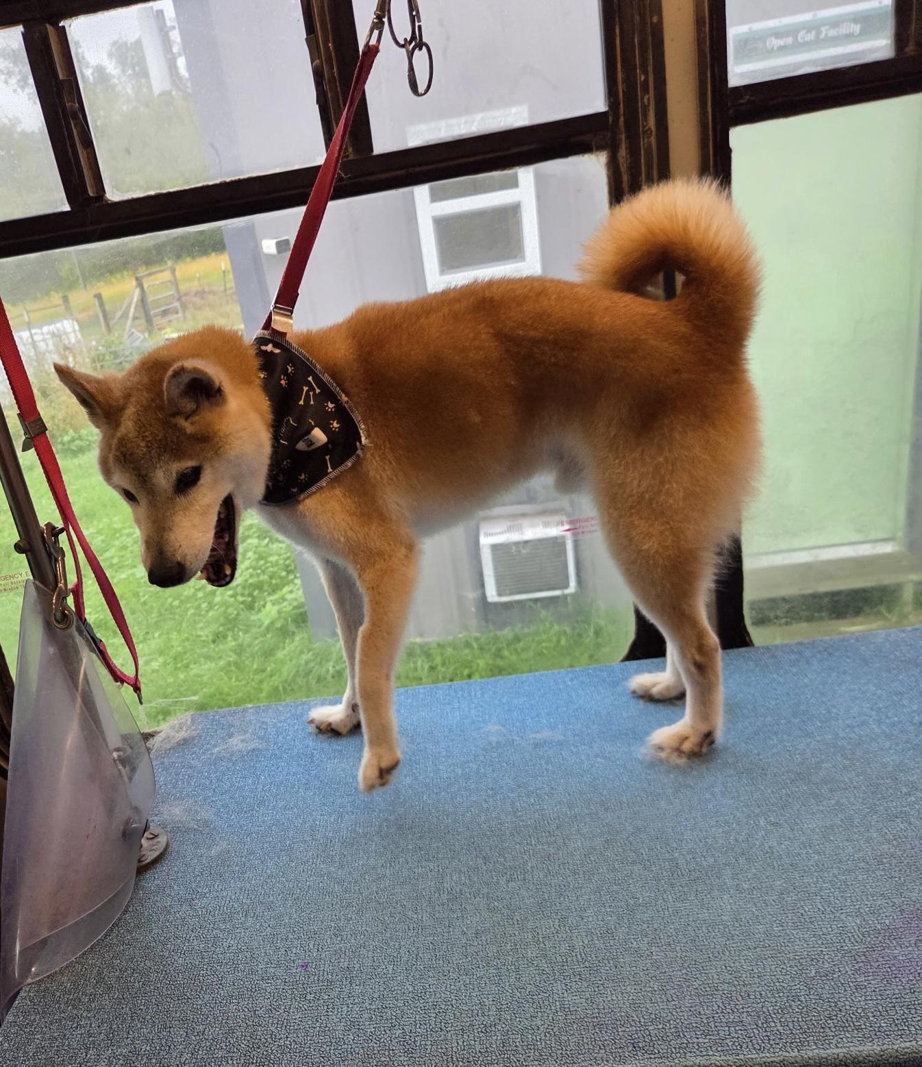 Enlarge Ralphie, a Adoptable Shiba Inu in Fertile, MN image 2/2
