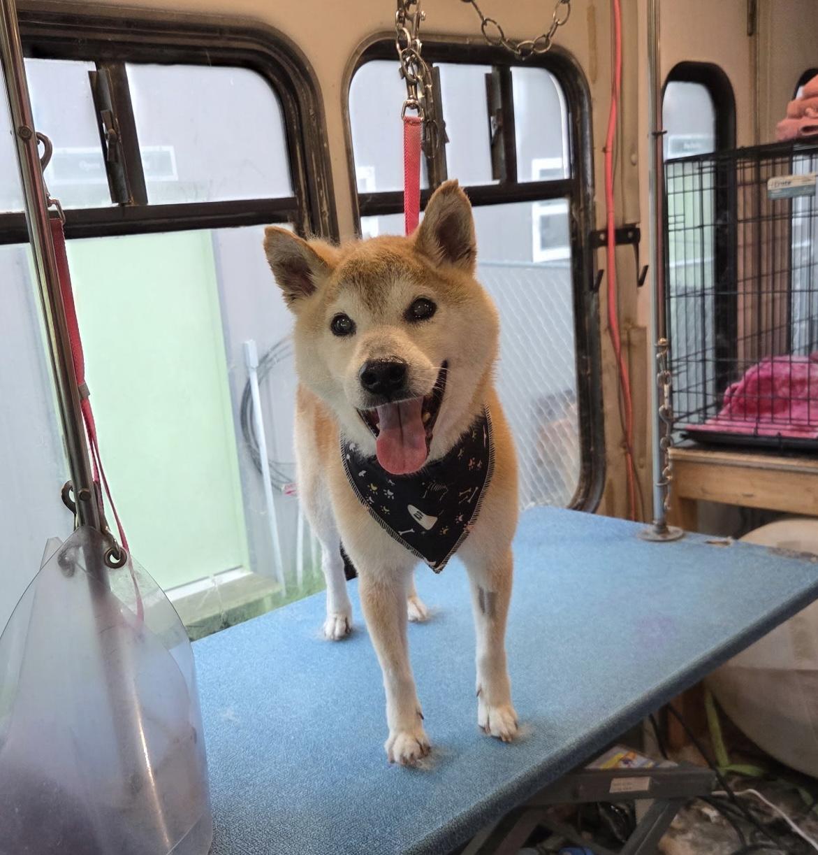 Ralphie, Adoptable, Senior Male Shiba Inu.