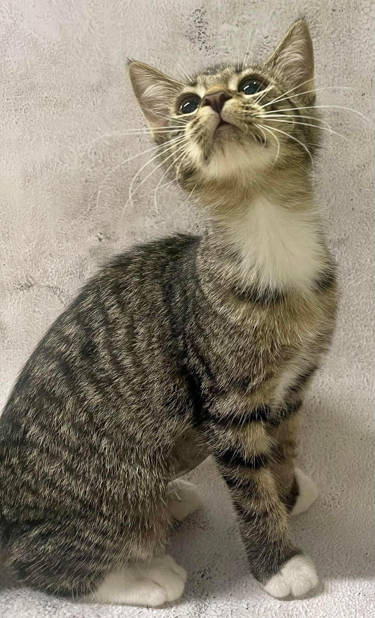 Arissa, Adoptable, Adult Female Tabby.