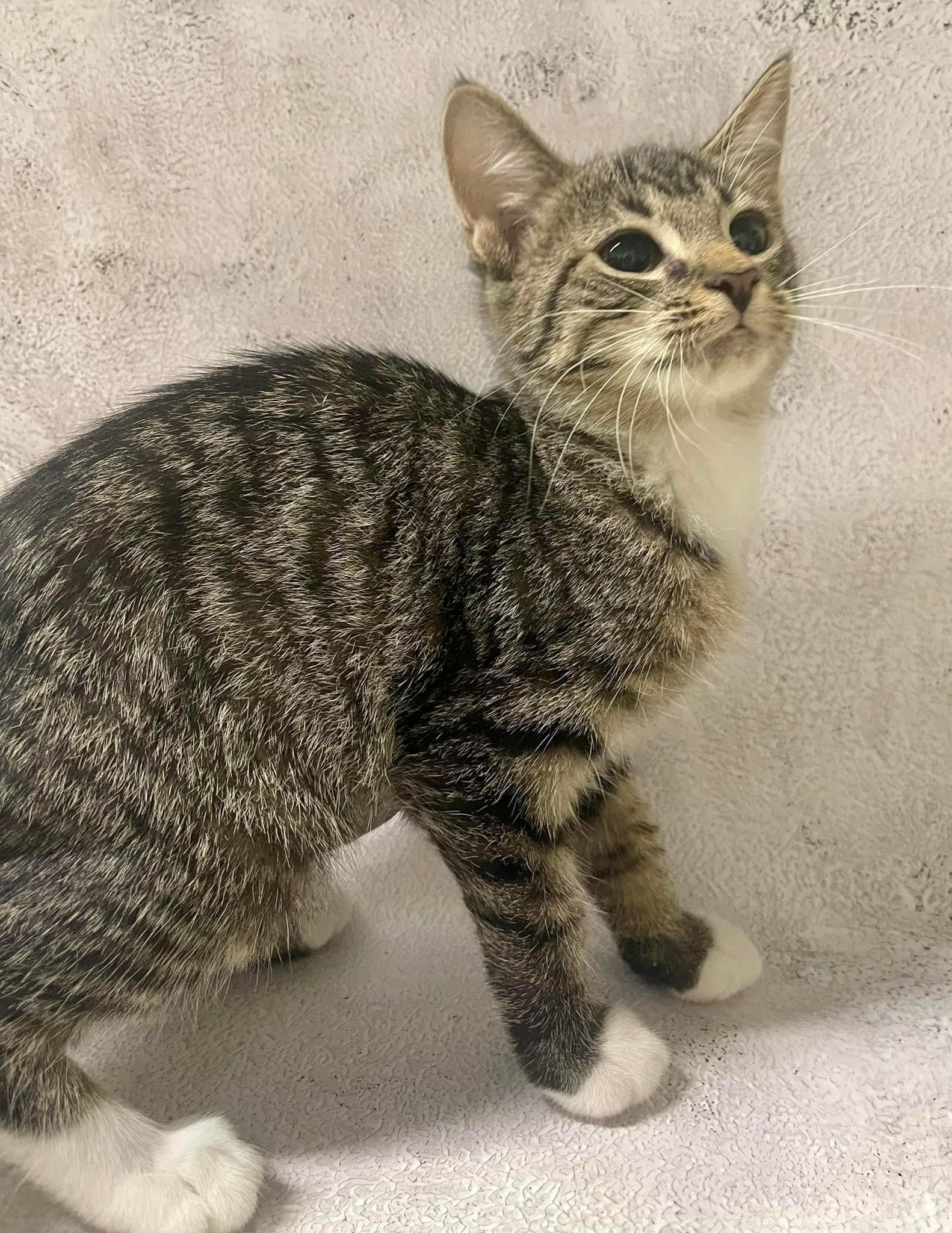 Arissa, a Adoptable Tabby in Jackson, GA image 1/3