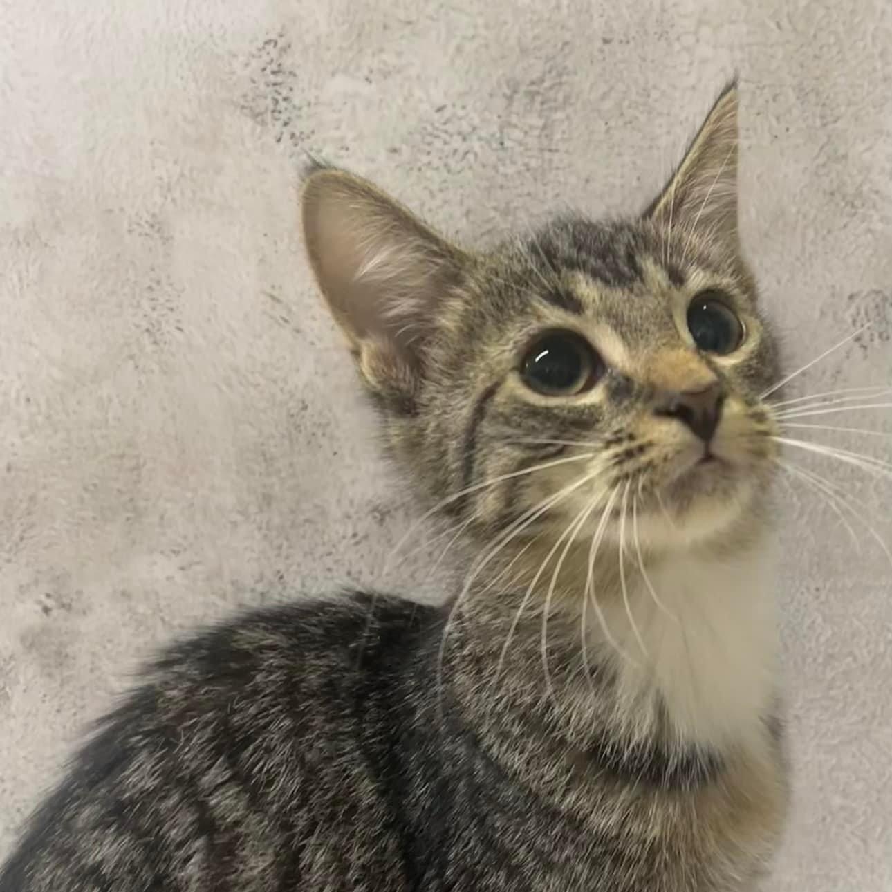 Arissa, a Adoptable Tabby in Jackson, GA image 2/3