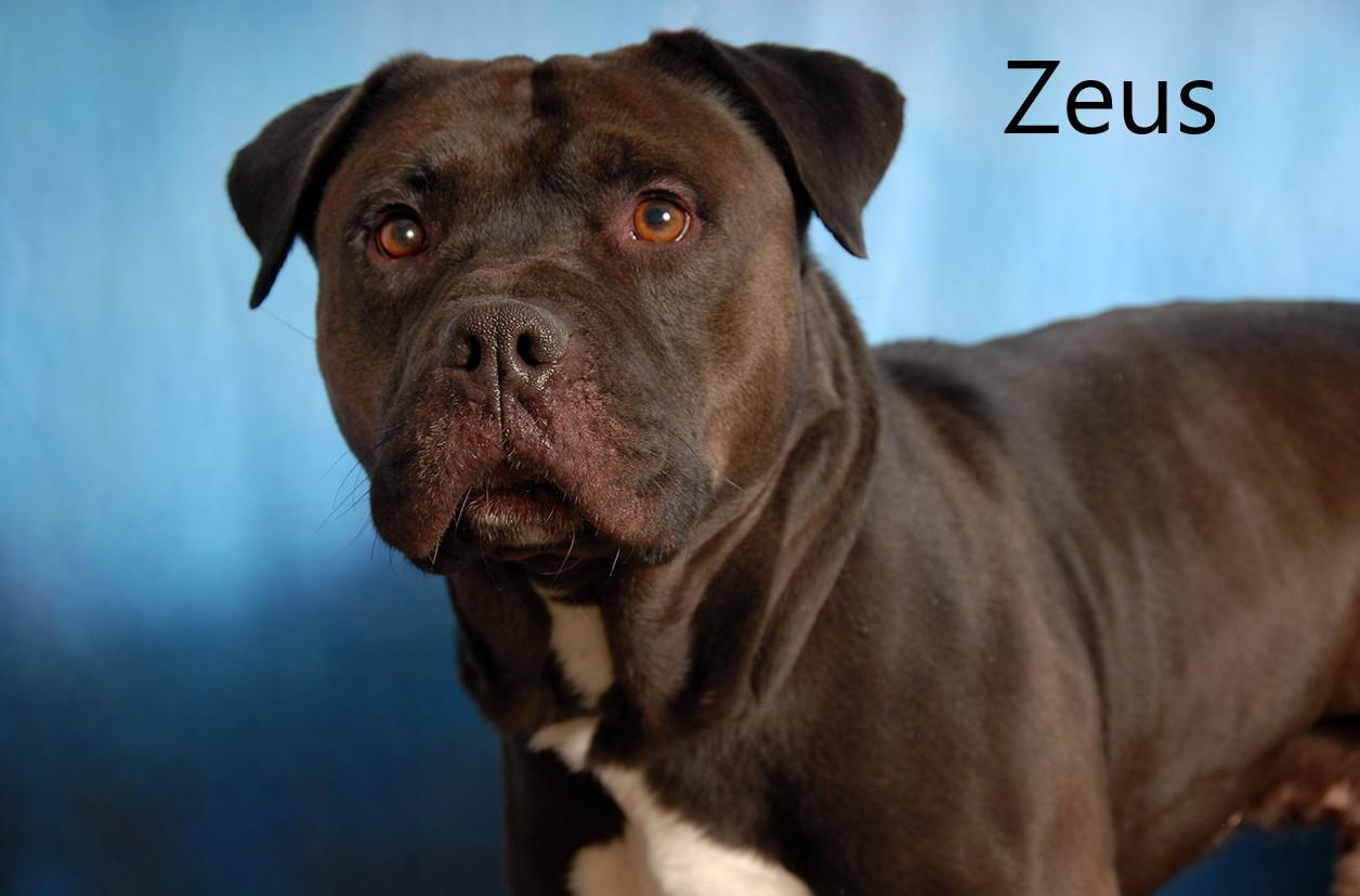 Zeus, Adoptable, Adult Male Pit Bull Terrier.