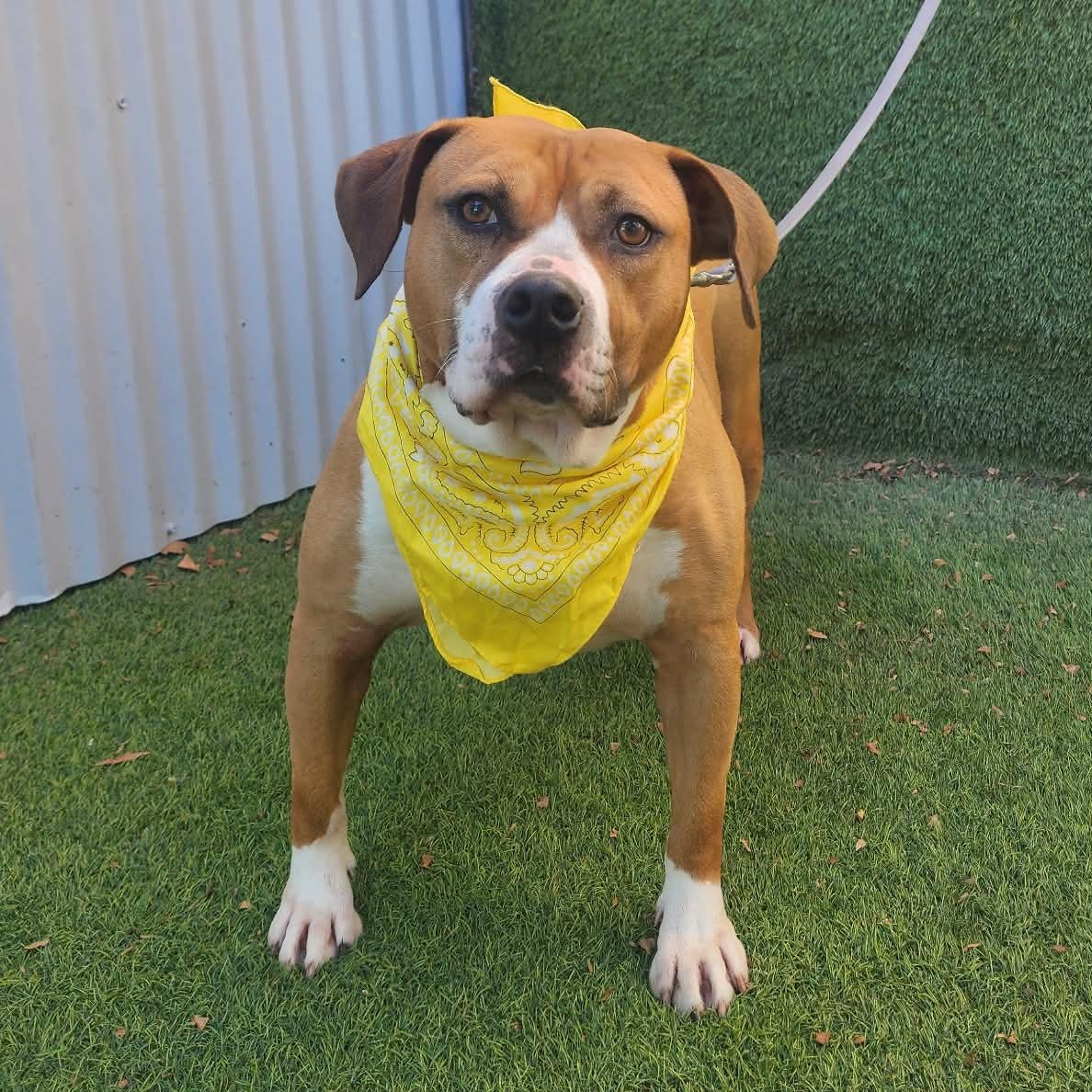 Mazi — thumbnail 6