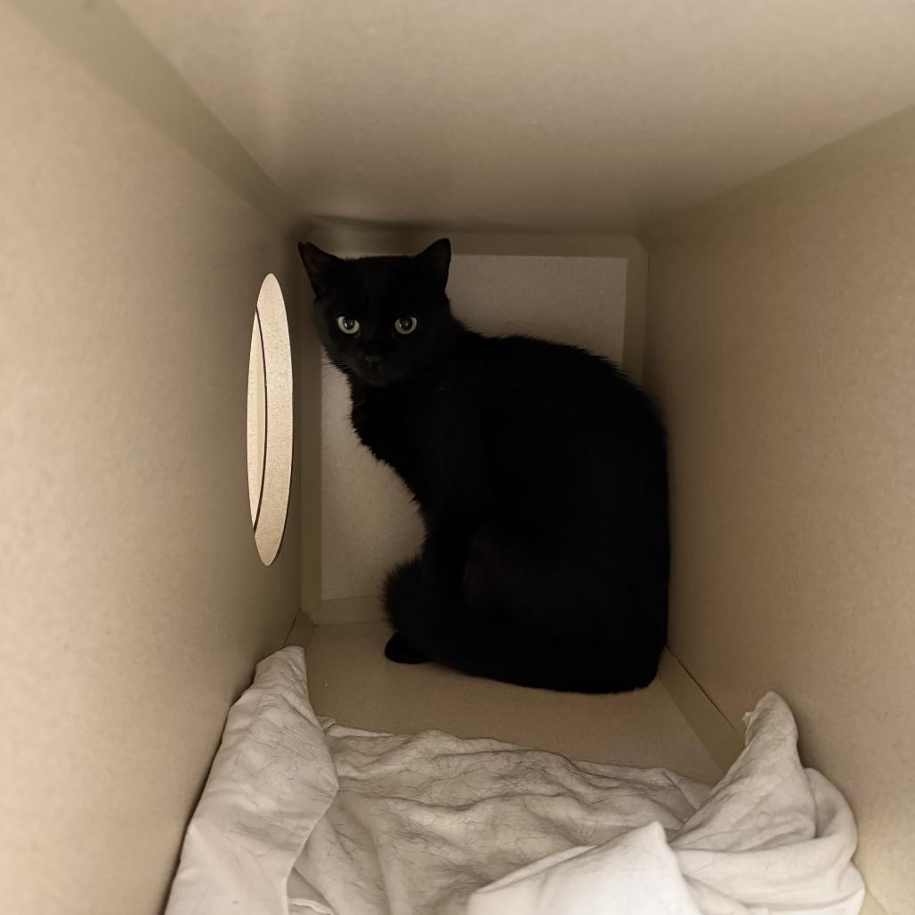 Charcoal- Friendly barn, Adoptable, Young Female Domestic Short Hair.
