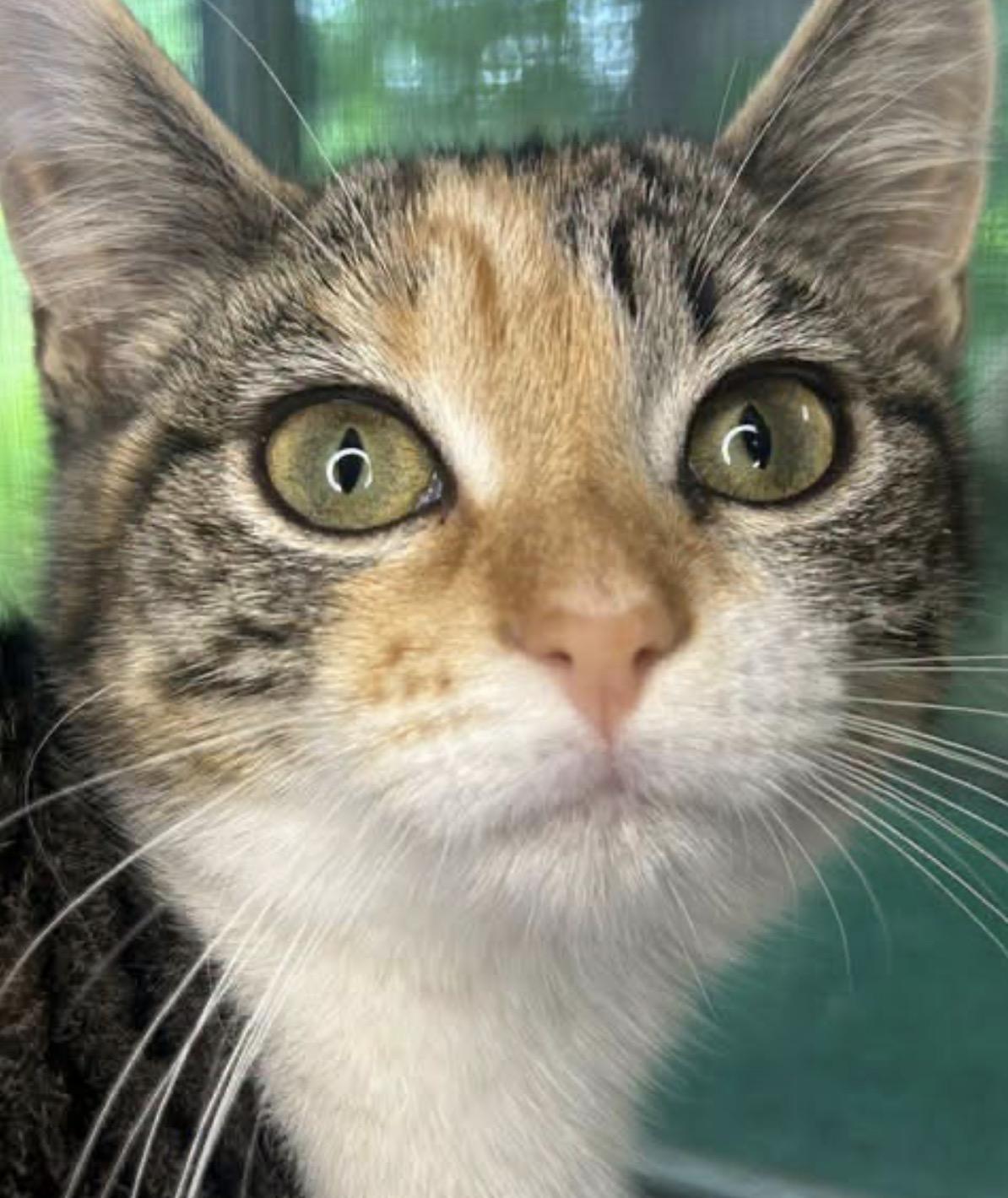 Amber, ADOPTABLE, Kitten Female Domestic Short Hair.