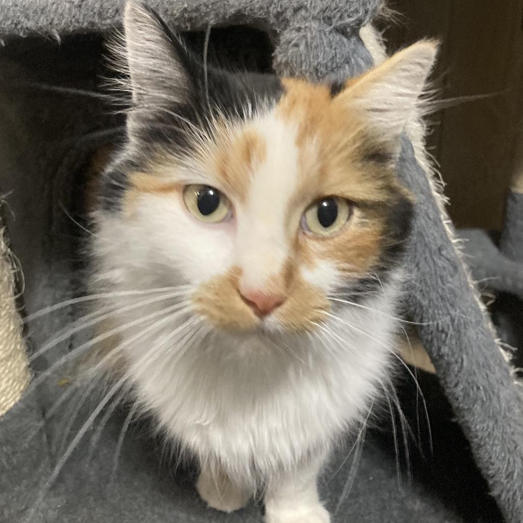 Renegade, Adoptable, Adult Female Domestic Long Hair.