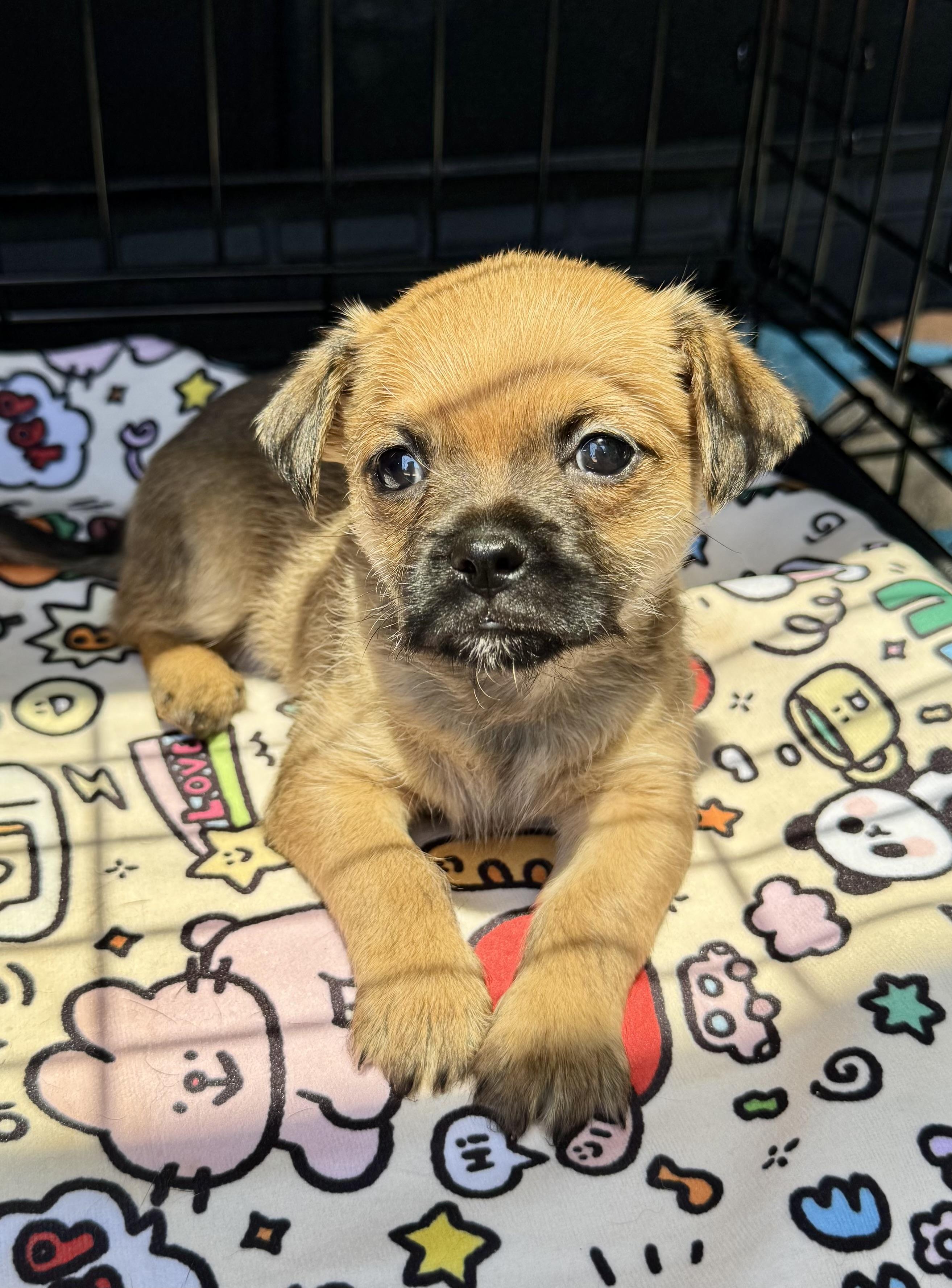 Enlarge Flix, a ADOPTABLE mixed breed in Maiden, NC image 1/5