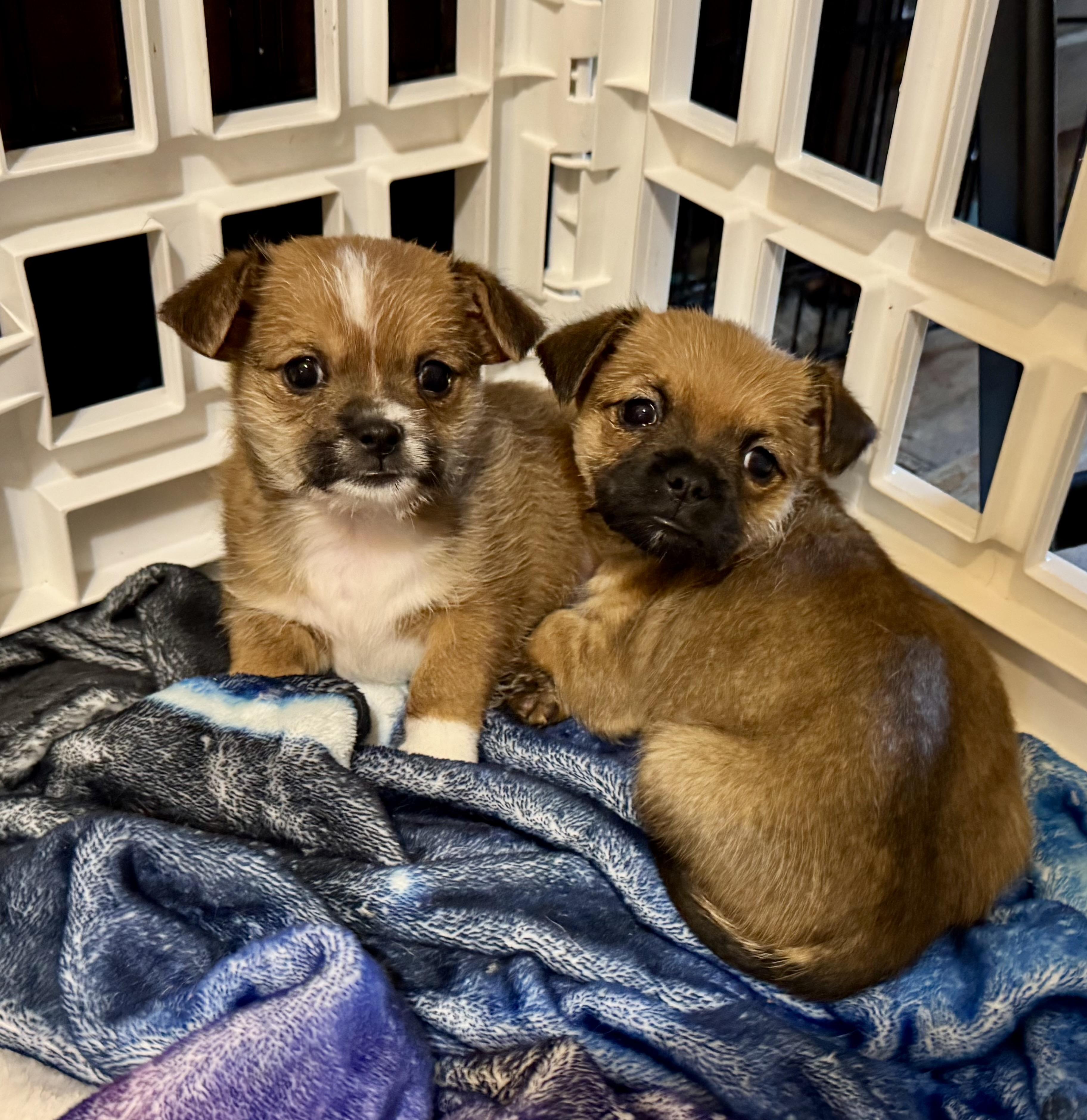Enlarge Flix, a ADOPTABLE mixed breed in Maiden, NC image 5/5