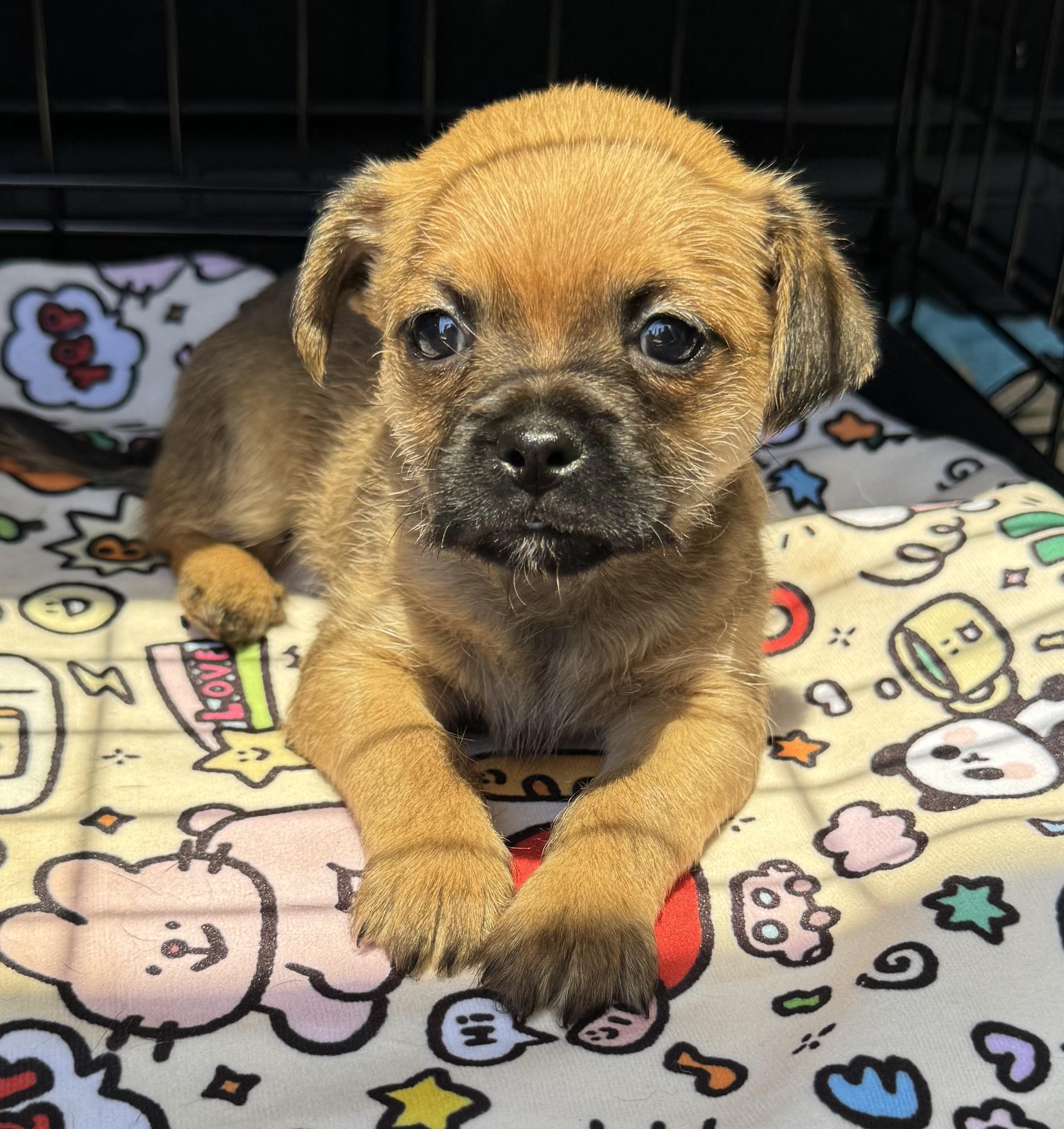 Enlarge Flix, a ADOPTABLE mixed breed in Maiden, NC image 3/5