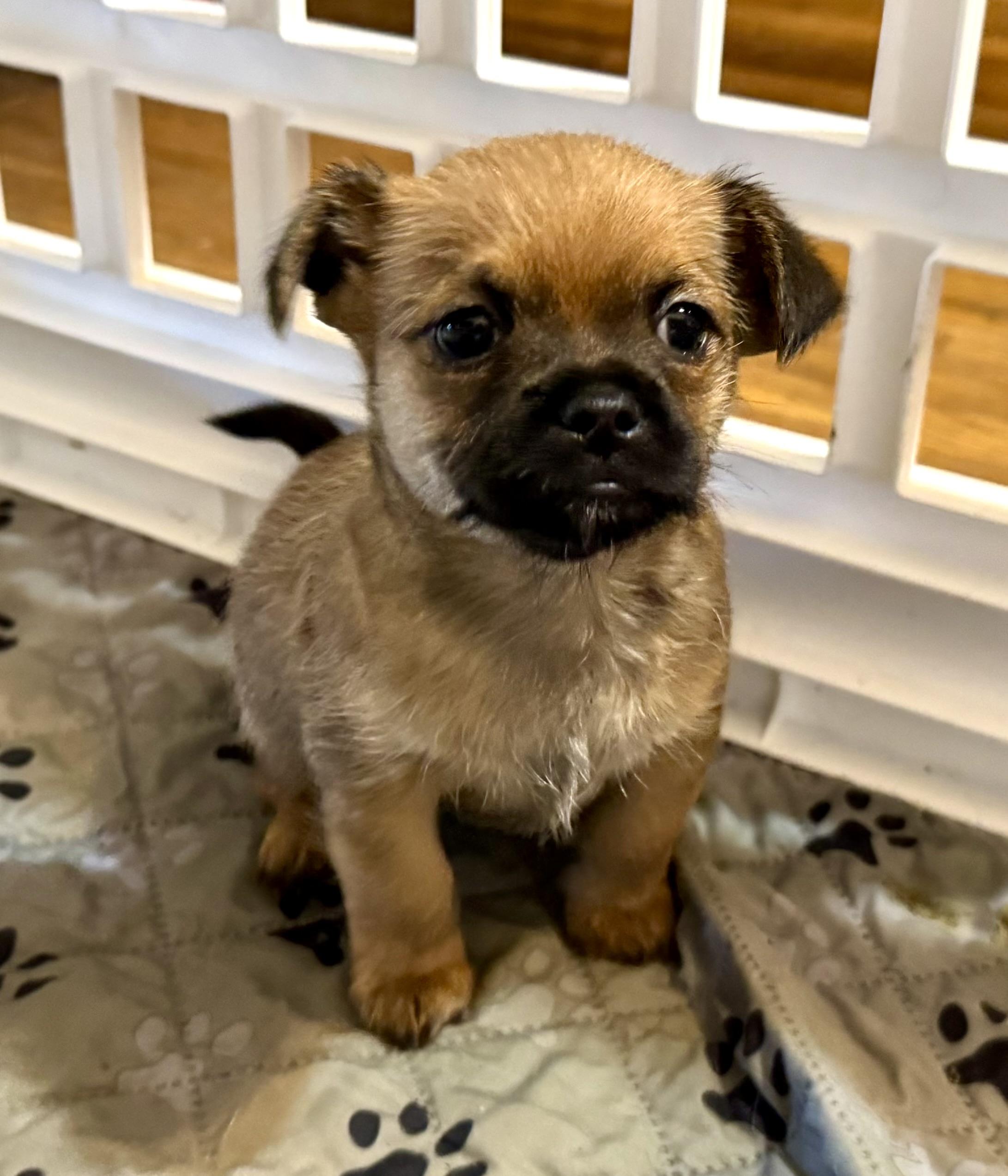 Enlarge Flix, a ADOPTABLE mixed breed in Maiden, NC image 4/5
