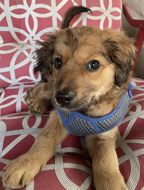 Enlarge Benny, an adopted Spaniel in Memphis, TN image 5/5