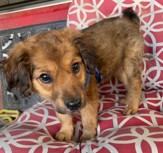 Enlarge Benny, an adopted Spaniel in Memphis, TN image 3/5