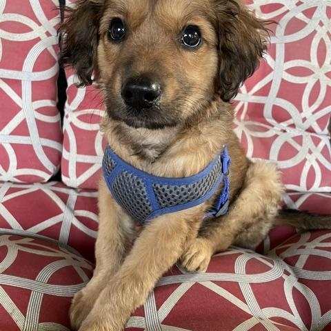 Benny, adopted, Young Male Spaniel.