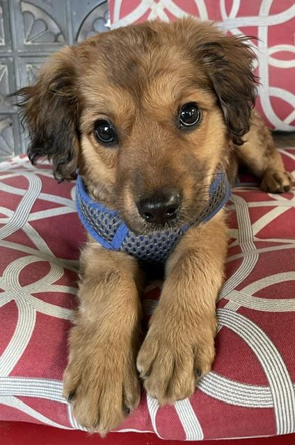 Enlarge Benny, an adopted Spaniel in Memphis, TN image 2/5