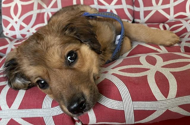 Enlarge Benny, an adopted Spaniel in Memphis, TN image 4/5