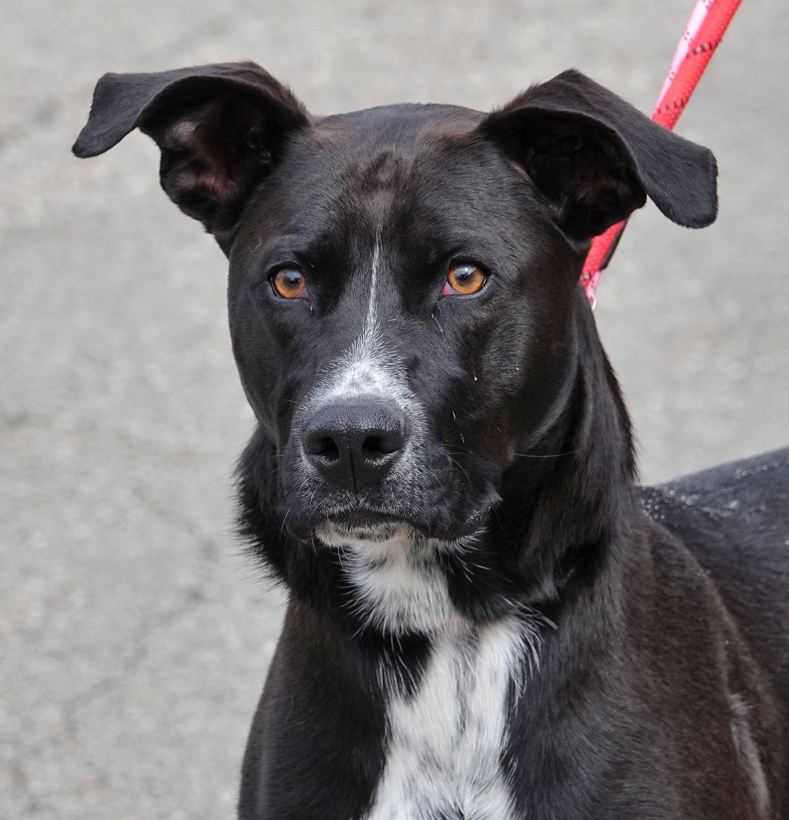 Enlarge Blue, a ADOPTABLE mixed breed in Millfield, OH image 1/4