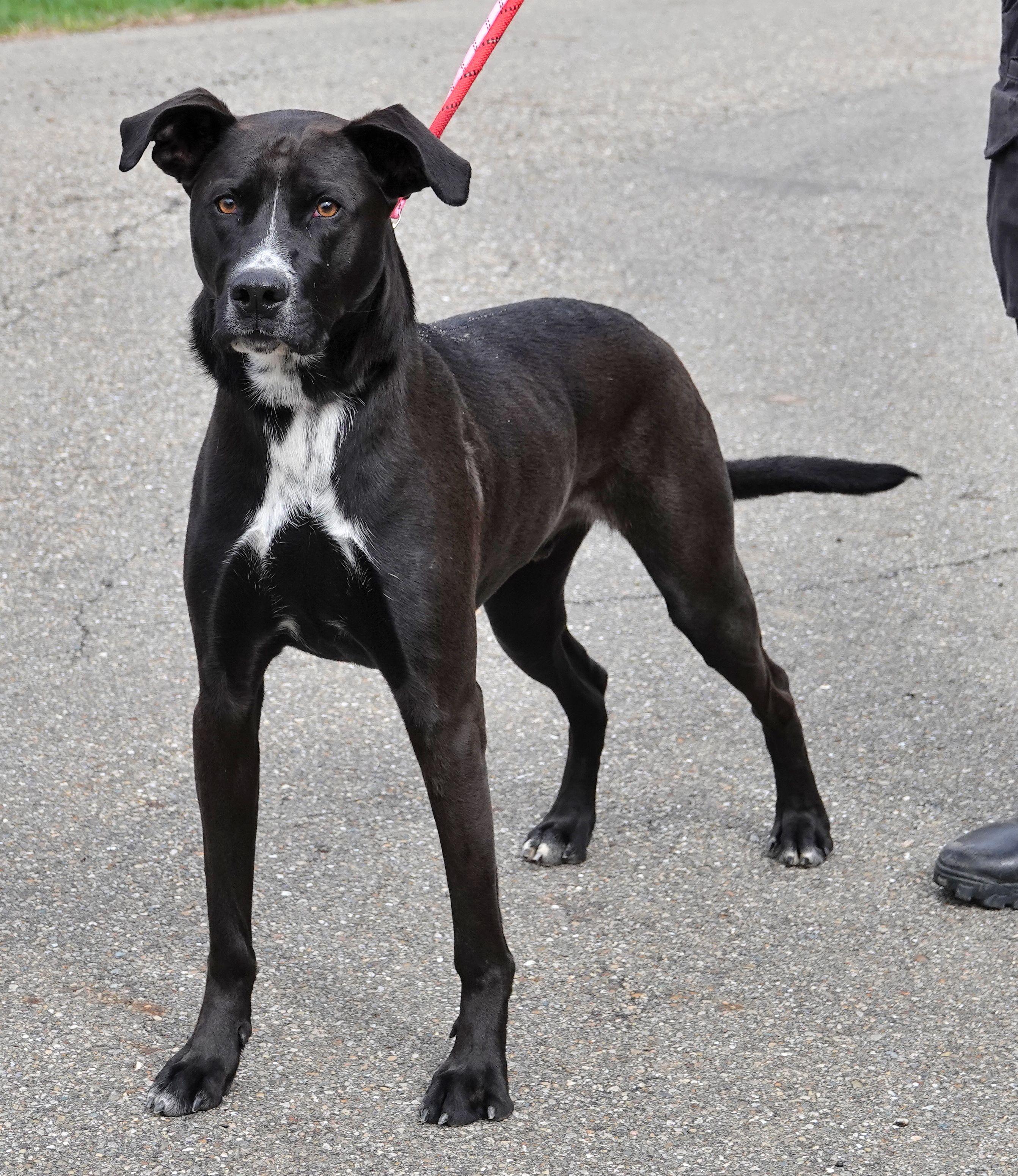 Enlarge Blue, a ADOPTABLE mixed breed in Millfield, OH image 3/4