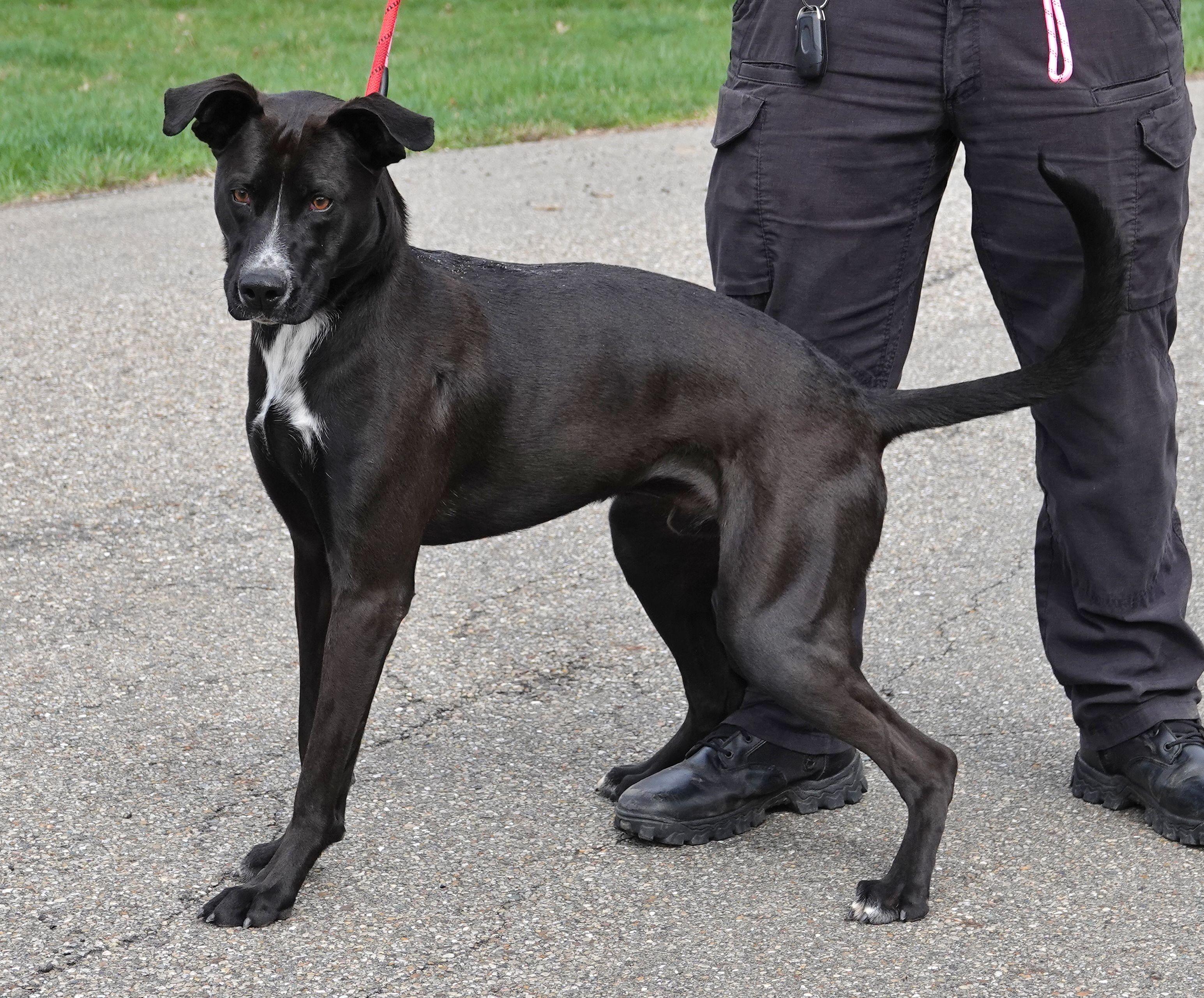 Enlarge Blue, a ADOPTABLE mixed breed in Millfield, OH image 4/4
