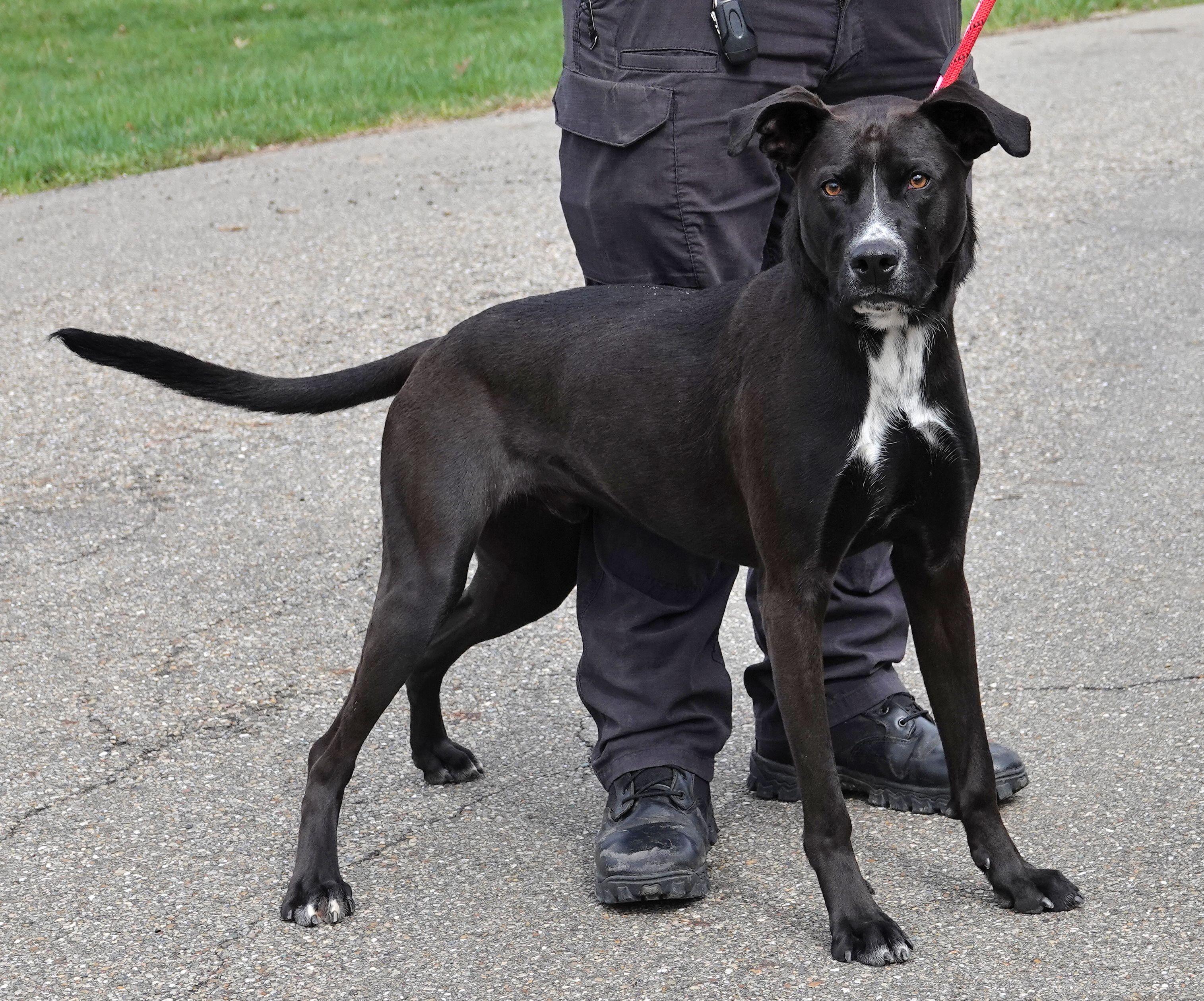 Enlarge Blue, a ADOPTABLE mixed breed in Millfield, OH image 2/4