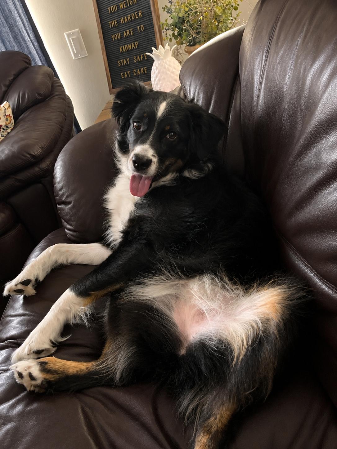 Ella, a Adopted Australian Shepherd in Dallas, TX image 1/3