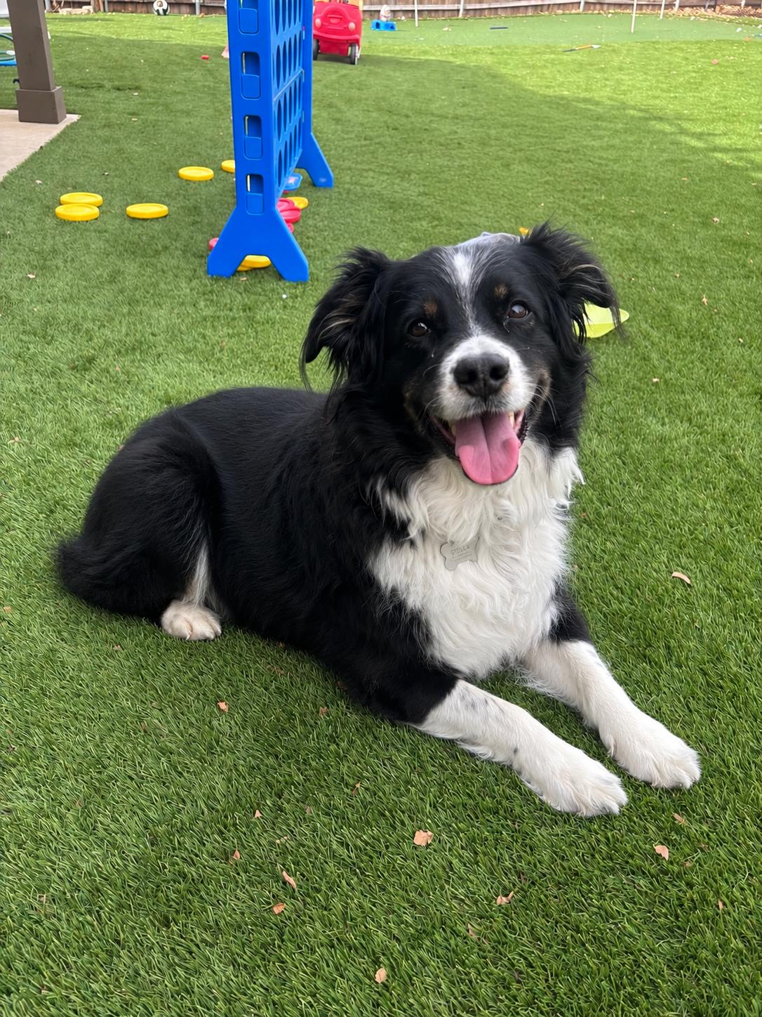Ella, a Adopted Australian Shepherd in Dallas, TX image 2/3
