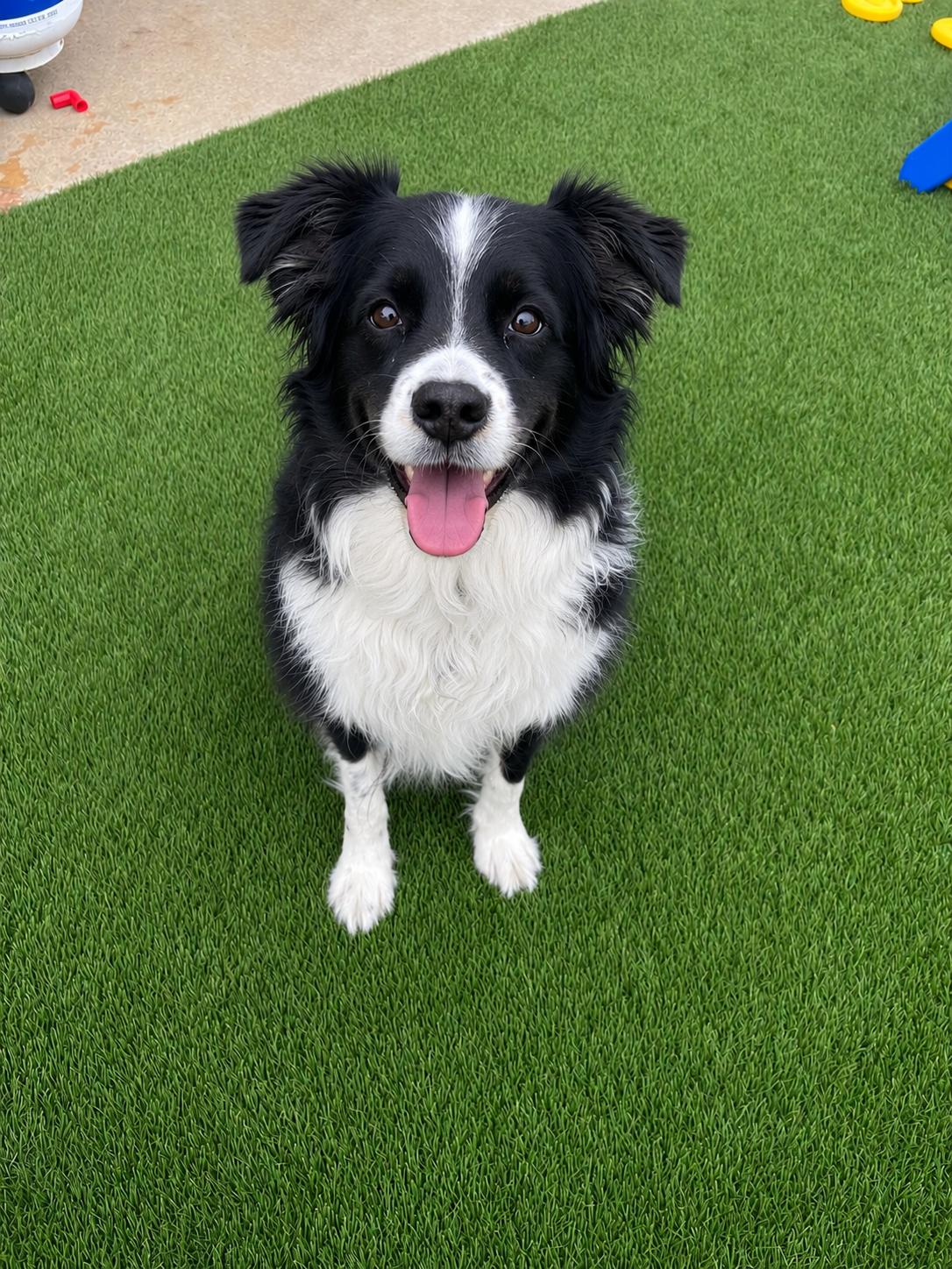 Ella, a Adopted Australian Shepherd in Dallas, TX image 3/3