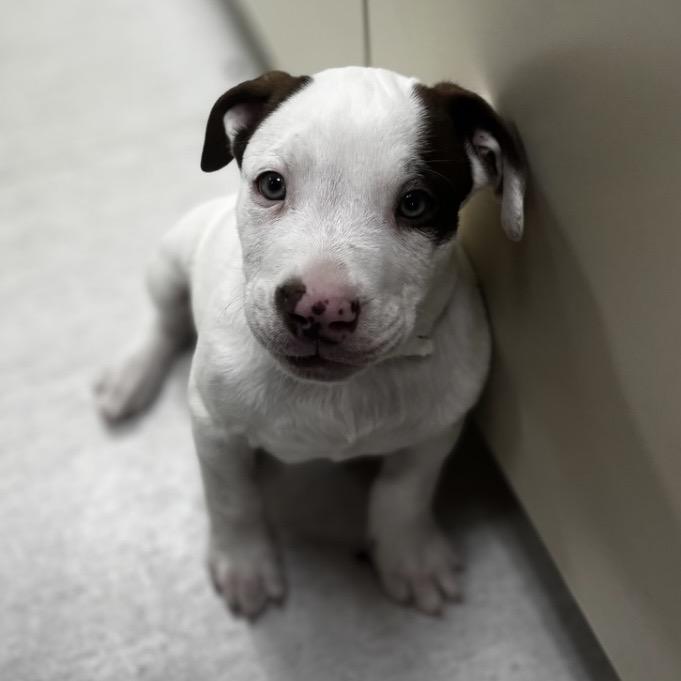 Enlarge Provolone, a Adoptable mixed breed in Shinnston, WV image 1/2