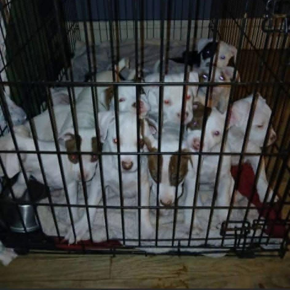 Enlarge Provolone, a Adoptable mixed breed in Shinnston, WV image 2/2