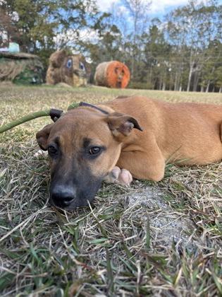 25-177 Gretta, Adoptable, Puppy Female Shepherd & Mixed Breed.
