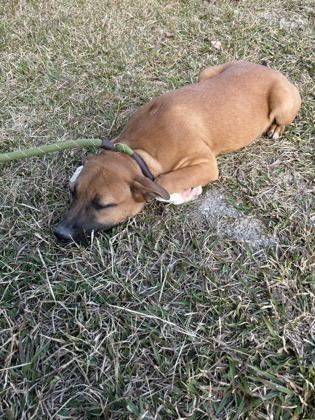 25-177 Gretta, a Adoptable mixed breed in Barnesville, GA image 2/2