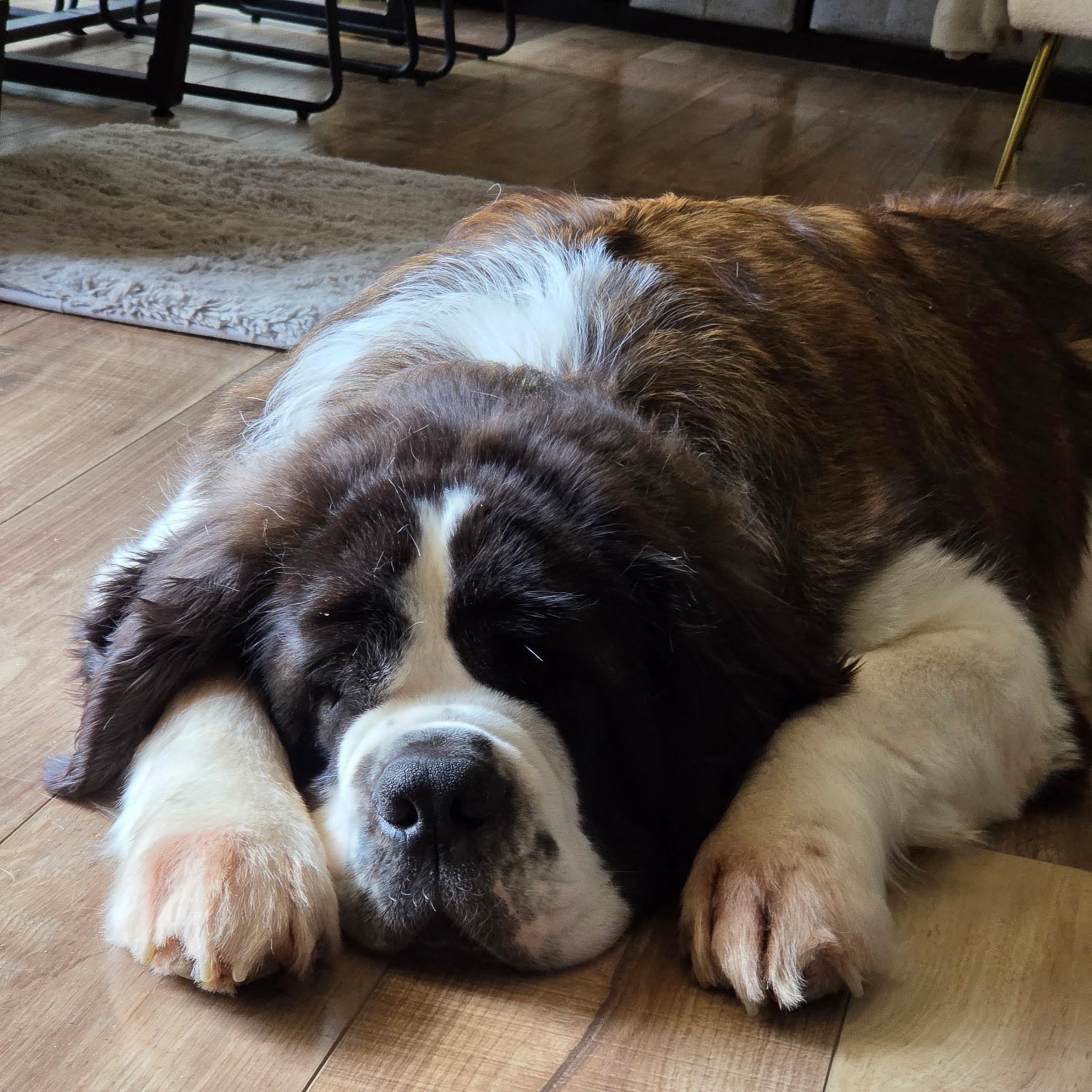 Enlarge Kota, a ADOPTABLE Saint Bernard in Brentwood, TN image 1/3